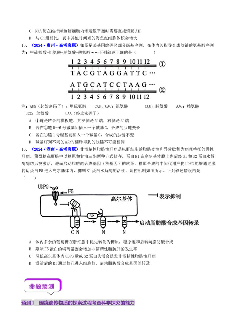 第09讲基因的本质和表达（配套讲义）（原卷版）_2025年新高考资料_二轮复习_01高考语文等多个文件_上好课2025年高考生物二轮复习讲练测（新高考通用）