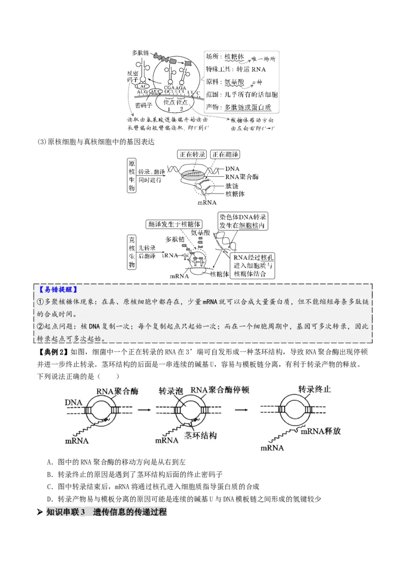 第09讲基因的本质和表达（配套讲义）（原卷版）_2025年新高考资料_二轮复习_01高考语文等多个文件_上好课2025年高考生物二轮复习讲练测（新高考通用）