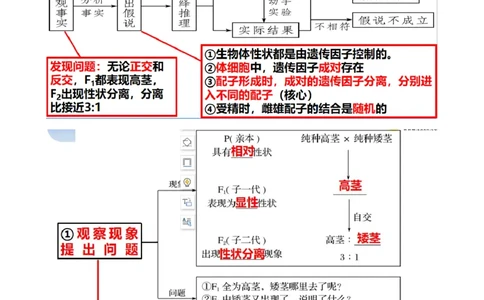 第16讲基因的分离定律（讲义）（学生版）_新高考复习资料_2024年新高考复习资料_一轮复习资料_完2024年高考生物一轮复习讲练测(课件+讲义+练习)（新高考）_讲义+练习