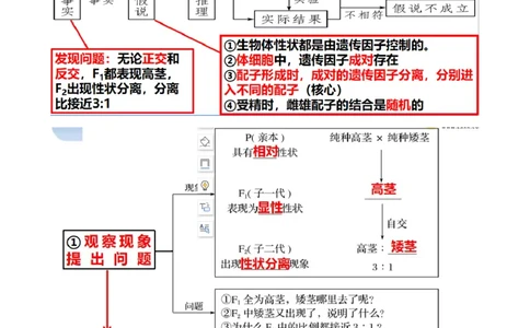第16讲基因的分离定律（讲义）（教师版）_新高考复习资料_2024年新高考复习资料_一轮复习资料_完2024年高考生物一轮复习讲练测(课件+讲义+练习)（新高考）_讲义+练习