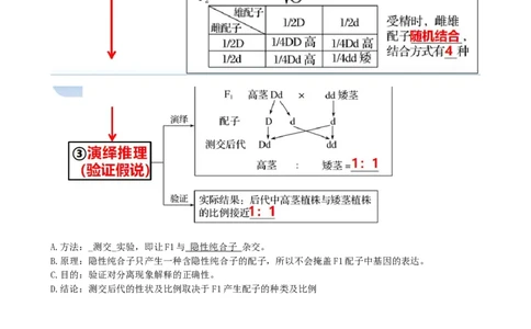 第16讲基因的分离定律（讲义）（教师版）_新高考复习资料_2024年新高考复习资料_一轮复习资料_完2024年高考生物一轮复习讲练测(课件+讲义+练习)（新高考）_讲义+练习