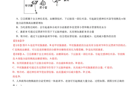 第31讲动物生命活动调节的综合分析（练习）（解析版）_新高考复习资料_2024年新高考复习资料_一轮复习资料_完2024年高考生物一轮复习讲练测(课件+讲义+练习)（新高考）_讲义+练习