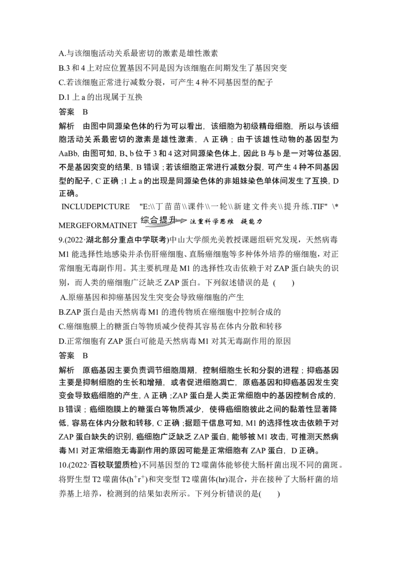 第19讲基因突变和基因重组_新高考复习资料_2024年新高考复习资料_一轮复习资料_完2024生物步步高大一轮复习（课件+讲义）_2024年高考生物一轮复习讲义（新人教版）_另附1套Word版题库