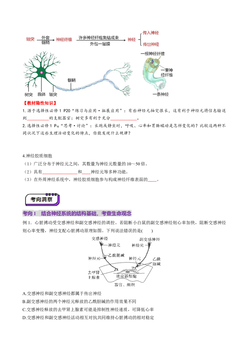 第25讲神经调节（第一课时，神经调节的结构基础及基本方式）（讲义）（原卷版）_2025年新高考资料_一轮复习_2025年高考生物一轮复习讲练测（新教材新高考）