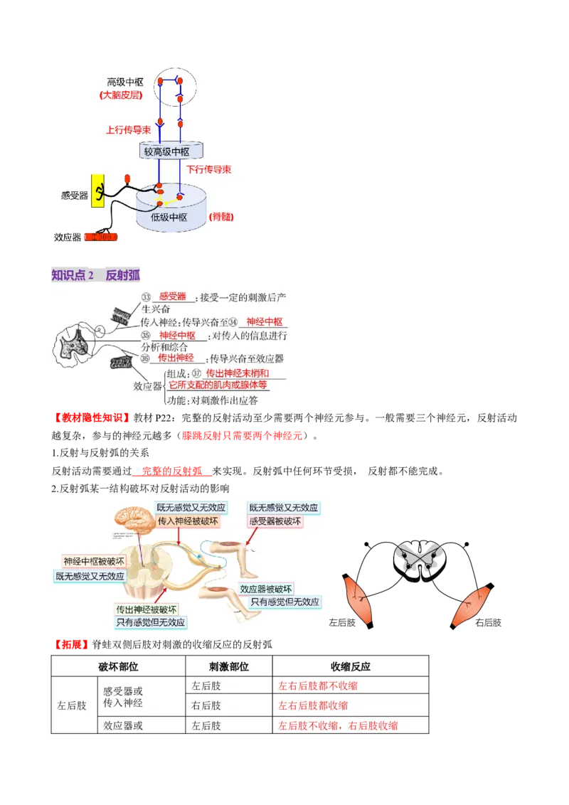 第25讲神经调节（第一课时，神经调节的结构基础及基本方式）（讲义）（解析版）_2025年新高考资料_一轮复习_2025年高考生物一轮复习讲练测（新教材新高考）