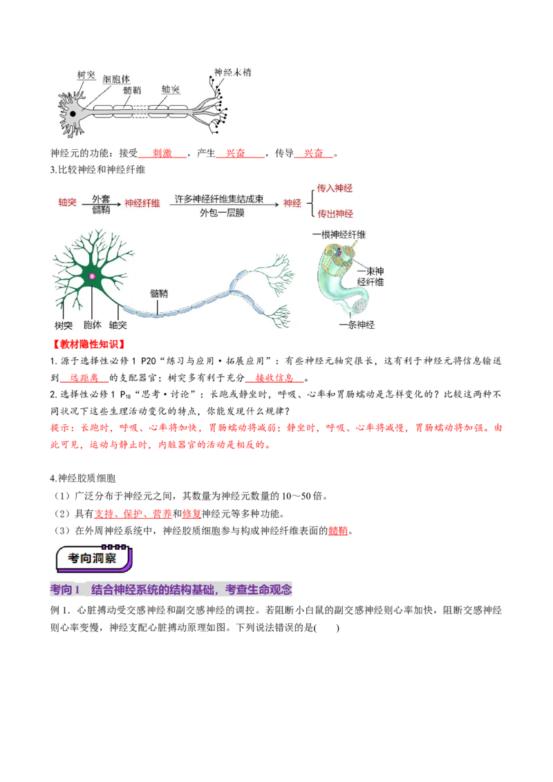 第25讲神经调节（第一课时，神经调节的结构基础及基本方式）（讲义）（解析版）_2025年新高考资料_一轮复习_2025年高考生物一轮复习讲练测（新教材新高考）