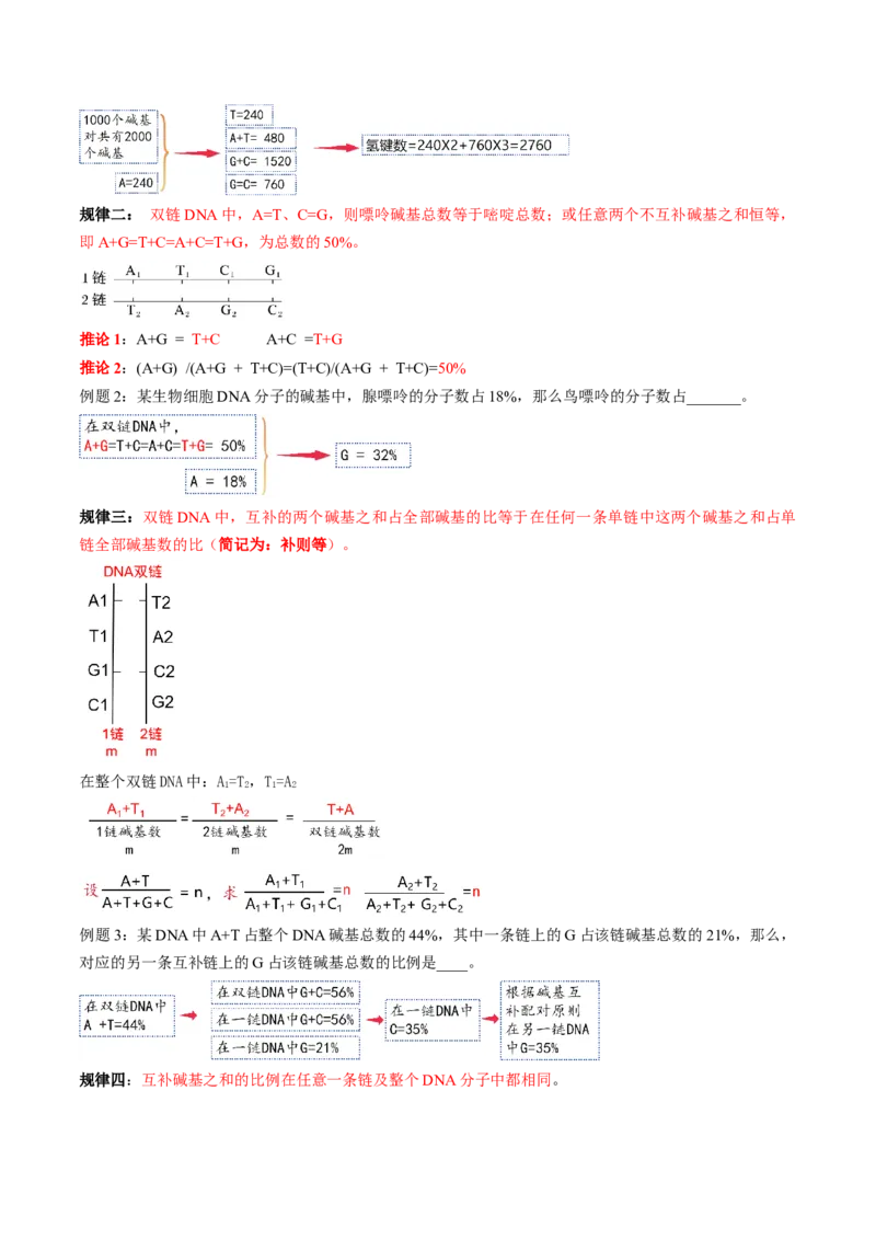 第20讲DNA分子的结构、复制与基因的本质（讲义）（解析版）_2025年新高考资料_一轮复习_2025年高考生物一轮复习讲练测（新教材新高考）