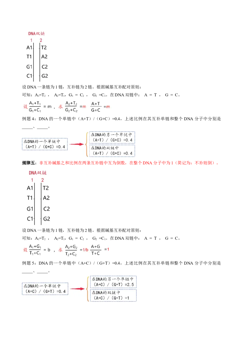 第20讲DNA分子的结构、复制与基因的本质（讲义）（解析版）_2025年新高考资料_一轮复习_2025年高考生物一轮复习讲练测（新教材新高考）