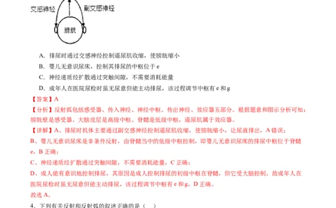 第26.1讲神经调节的结构基础、基本方式、分级调节、高级功能（练习）（解析版）_新高考复习资料_2024年新高考复习资料_一轮复习资料_讲义+练习