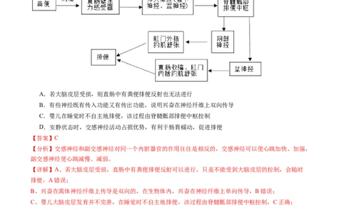 第26.1讲神经调节的结构基础、基本方式、分级调节、高级功能（练习）（解析版）_新高考复习资料_2024年新高考复习资料_一轮复习资料_讲义+练习