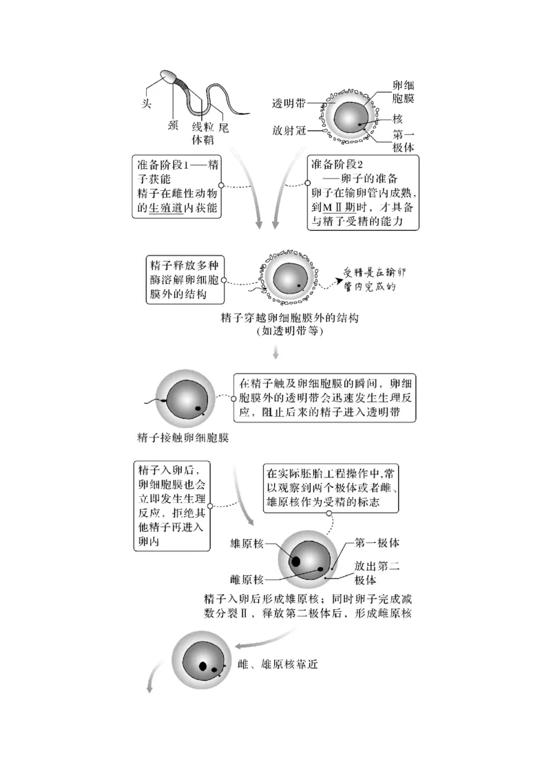 第34讲　胚胎工程及生物技术的安全性与伦理问题_新高考复习资料_2023年新高考复习资料_一轮复习_2023年新高考大一轮复习讲义_2023年高考生物一轮复习讲义（新人教新高考）