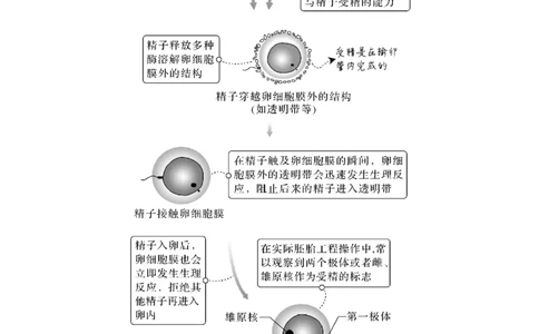第34讲　胚胎工程及生物技术的安全性与伦理问题_新高考复习资料_2023年新高考复习资料_一轮复习_2023年新高考大一轮复习讲义_2023年高考生物一轮复习讲义（新人教新高考）