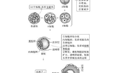 第34讲　胚胎工程及生物技术的安全性与伦理问题_新高考复习资料_2023年新高考复习资料_一轮复习_2023年新高考大一轮复习讲义_2023年高考生物一轮复习讲义（新人教新高考）