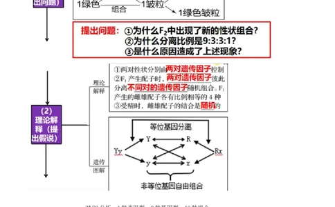 第17.1讲基因的自由组合定律（讲义）（学生版）_新高考复习资料_2024年新高考复习资料_一轮复习资料_完2024年高考生物一轮复习讲练测(课件+讲义+练习)（新高考）_讲义+练习