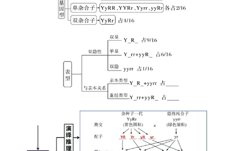 第17.1讲基因的自由组合定律（讲义）（学生版）_新高考复习资料_2024年新高考复习资料_一轮复习资料_完2024年高考生物一轮复习讲练测(课件+讲义+练习)（新高考）_讲义+练习