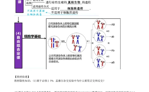 第17.1讲基因的自由组合定律（讲义）（学生版）_新高考复习资料_2024年新高考复习资料_一轮复习资料_完2024年高考生物一轮复习讲练测(课件+讲义+练习)（新高考）_讲义+练习