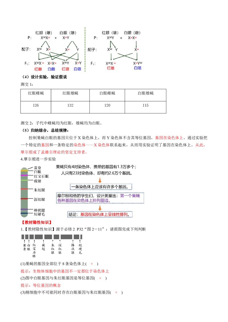第17讲伴性遗传和人类遗传病（讲义）（解析版）_2025年新高考资料_一轮复习_2025年高考生物一轮复习讲练测（新教材新高考）