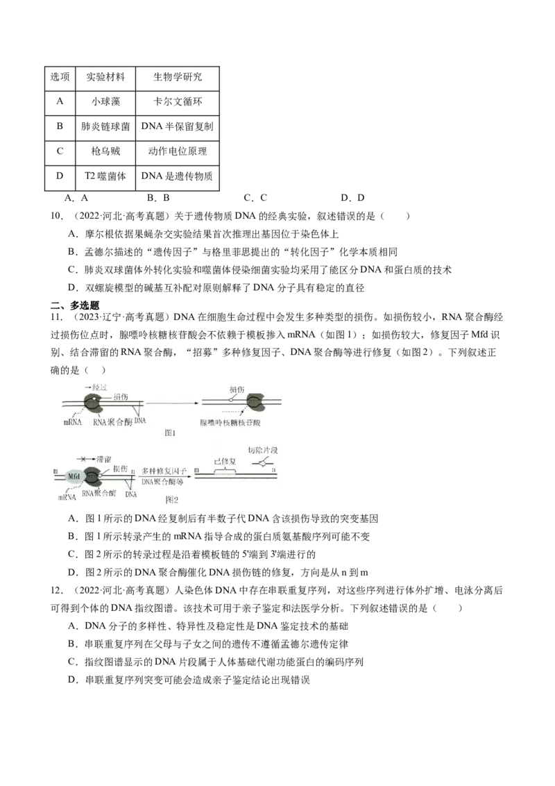 第20讲DNA分子的结构、复制与基因的本质（练习）（原卷版）_2025年新高考资料_一轮复习_2025年高考生物一轮复习讲练测（新教材新高考）