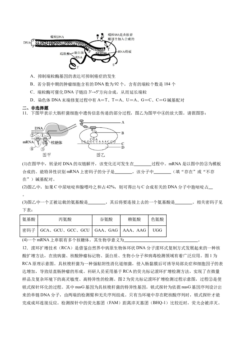 第20讲DNA分子的结构、复制与基因的本质（练习）（原卷版）_2025年新高考资料_一轮复习_2025年高考生物一轮复习讲练测（新教材新高考）