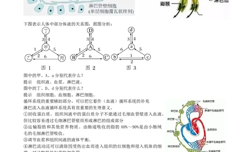 第25讲内环境与稳态（讲义）（学生版）_新高考复习资料_2024年新高考复习资料_一轮复习资料_完2024年高考生物一轮复习讲练测(课件+讲义+练习)（新高考）_讲义+练习