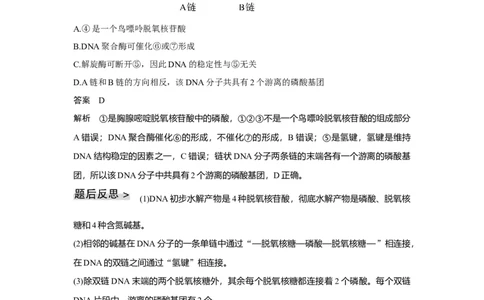 第17讲　DNA的结构、复制及基因的本质_新高考复习资料_2023年新高考复习资料_一轮复习_2023年新高考大一轮复习讲义_2023年高考生物一轮复习讲义（新人教新高考）_赠补充习题