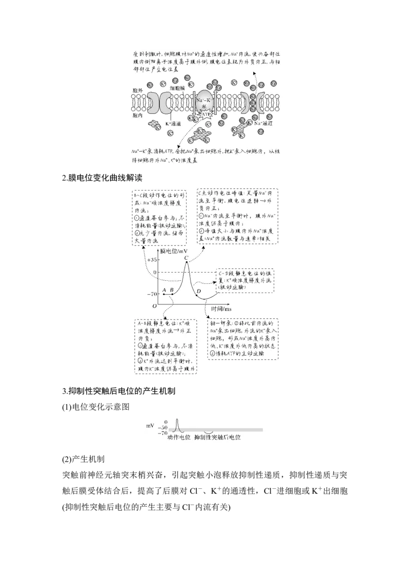 第23讲神经调节_通用版（老高考）复习资料_2023年复习资料_一轮复习_2023年高考生物一轮复习讲义+课件（全国版）_2023年高考生物一轮复习讲义（全国版）_赠补充习题