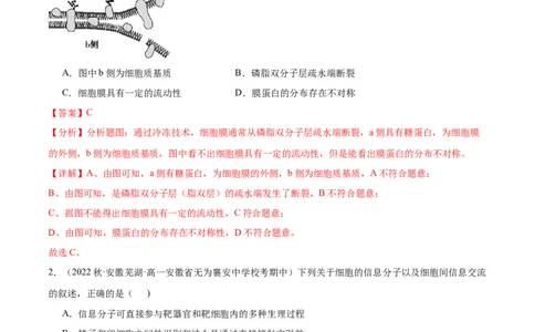 第1讲细胞膜的结构和功能（解析版）_通用版（老高考）复习资料_2024年复习资料_完备战2024年高考生物一轮复习考点帮（全国通用）_专题三细胞的基本结构和物质的运输