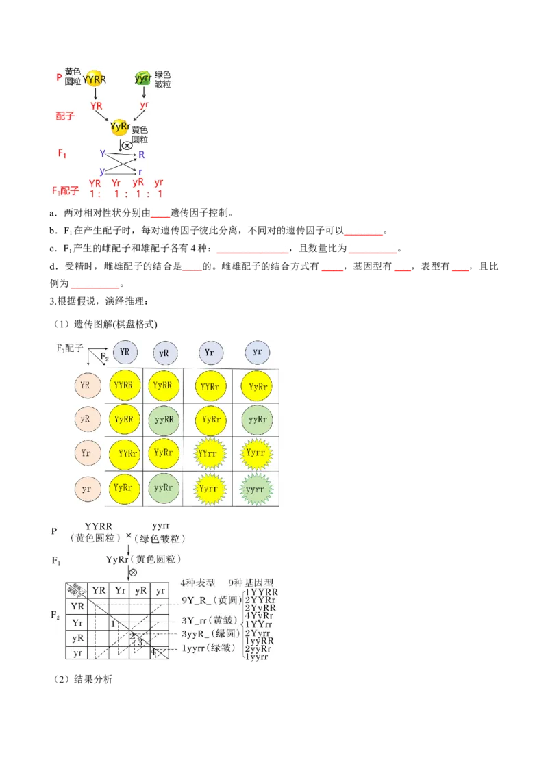 第16讲自由组合定律（第一课时）（讲义）（原卷版）_2025年新高考资料_一轮复习_2025年高考生物一轮复习讲练测（新教材新高考）
