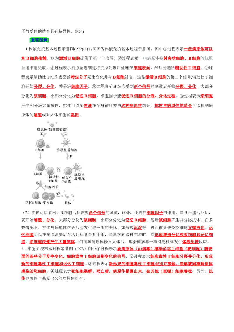 第4章免疫调节（背诵版）_新高考复习资料_2025年新高考资料_晨读晚默备战2025年高考生物必背知识清单_第4章免疫调节-晨读晚默备战2025年高考生物必背知识清单