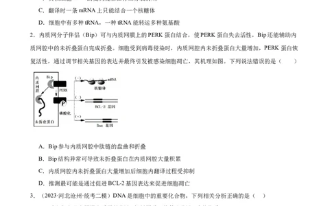 第3讲基因指导蛋白质的合成（原卷版）_通用版（老高考）复习资料_2024年复习资料_完备战2024年高考生物一轮复习考点帮（全国通用）_专题七遗传的物质基础
