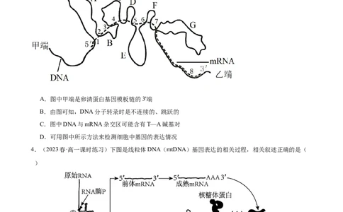 第3讲基因指导蛋白质的合成（原卷版）_通用版（老高考）复习资料_2024年复习资料_完备战2024年高考生物一轮复习考点帮（全国通用）_专题七遗传的物质基础