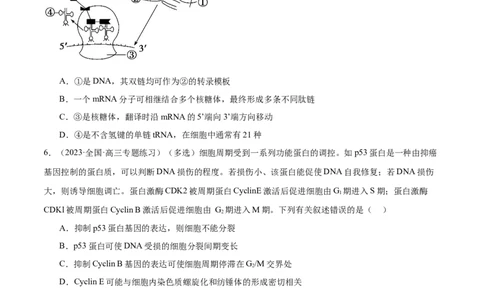 第3讲基因指导蛋白质的合成（原卷版）_通用版（老高考）复习资料_2024年复习资料_完备战2024年高考生物一轮复习考点帮（全国通用）_专题七遗传的物质基础