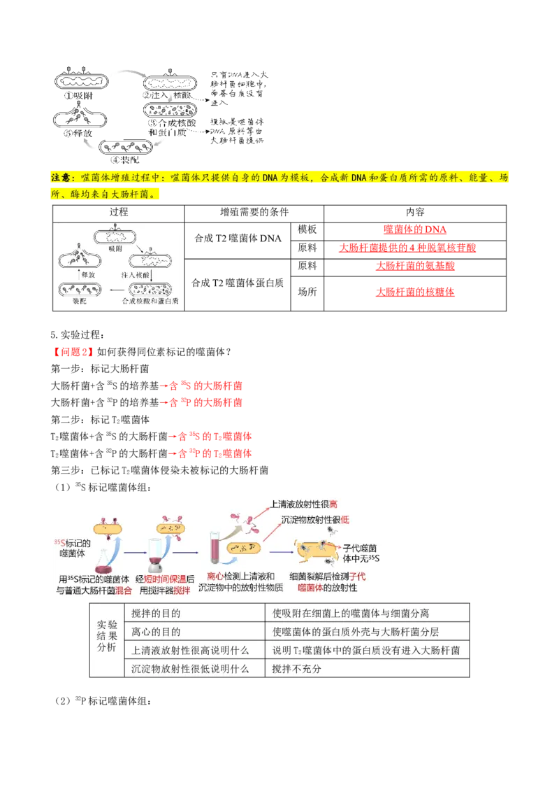 第19讲DNA是主要的遗传物质（讲义）（解析版）_2025年新高考资料_一轮复习_2025年高考生物一轮复习讲练测（新教材新高考）