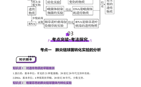 第19讲DNA是主要的遗传物质（讲义）（解析版）_2025年新高考资料_一轮复习_2025年高考生物一轮复习讲练测（新教材新高考）