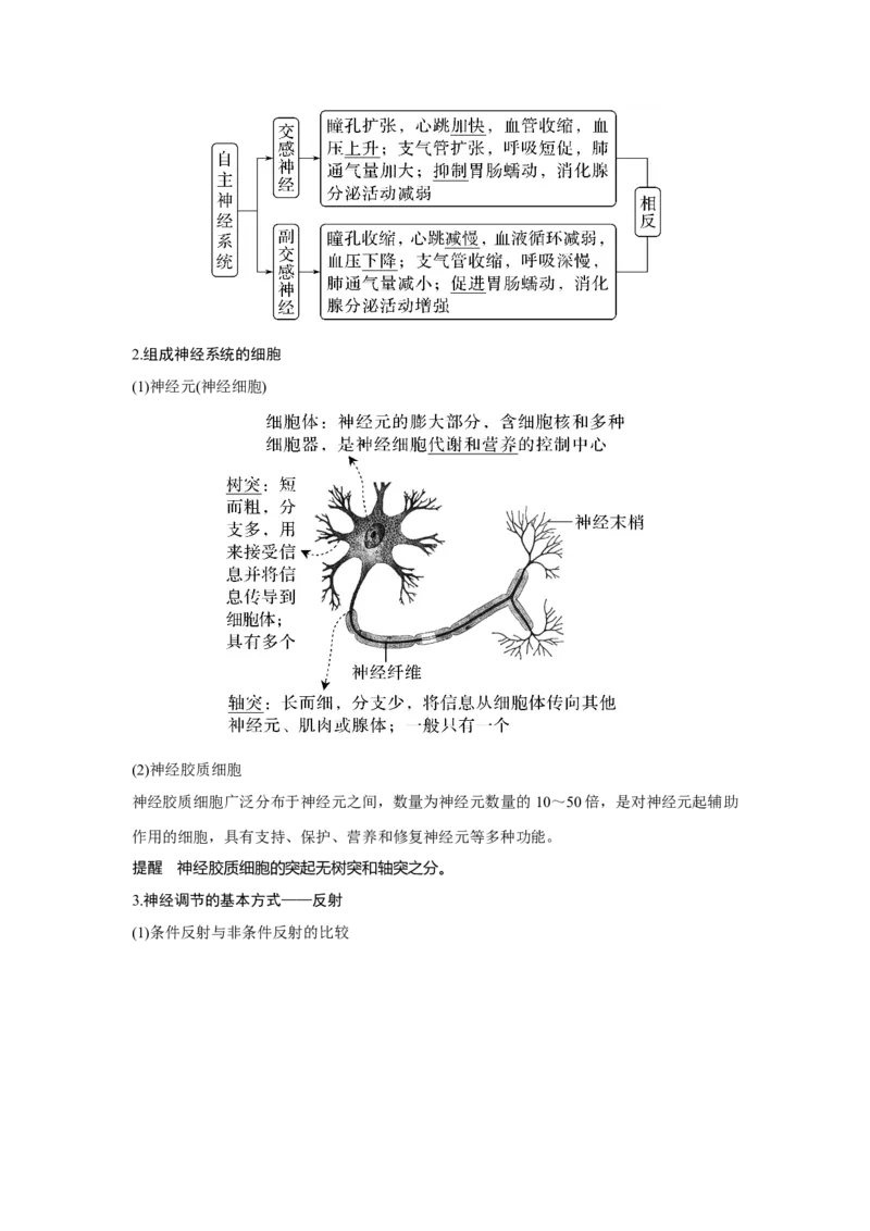 第23讲　神经调节_新高考复习资料_2023年新高考复习资料_一轮复习_2023年新高考大一轮复习讲义_2023年高考生物一轮复习讲义（新人教新高考）_赠补充习题_Word版题库第七~十单元