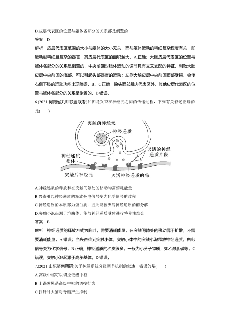 第23讲　神经调节_新高考复习资料_2023年新高考复习资料_一轮复习_2023年新高考大一轮复习讲义_2023年高考生物一轮复习讲义（新人教新高考）_赠补充习题_Word版题库第七~十单元