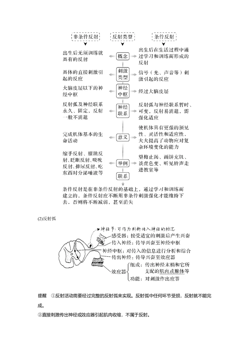 第23讲　神经调节_新高考复习资料_2023年新高考复习资料_一轮复习_2023年新高考大一轮复习讲义_2023年高考生物一轮复习讲义（新人教新高考）_赠补充习题_Word版题库第七~十单元