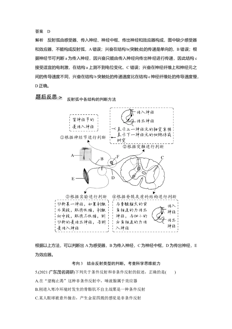 第23讲　神经调节_新高考复习资料_2023年新高考复习资料_一轮复习_2023年新高考大一轮复习讲义_2023年高考生物一轮复习讲义（新人教新高考）_赠补充习题_Word版题库第七~十单元