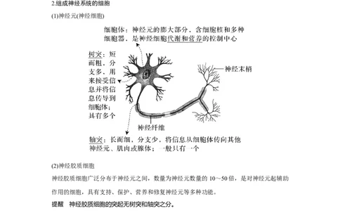 第23讲　神经调节_新高考复习资料_2023年新高考复习资料_一轮复习_2023年新高考大一轮复习讲义_2023年高考生物一轮复习讲义（新人教新高考）_赠补充习题_Word版题库第七~十单元