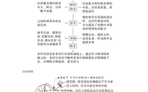 第23讲　神经调节_新高考复习资料_2023年新高考复习资料_一轮复习_2023年新高考大一轮复习讲义_2023年高考生物一轮复习讲义（新人教新高考）_赠补充习题_Word版题库第七~十单元