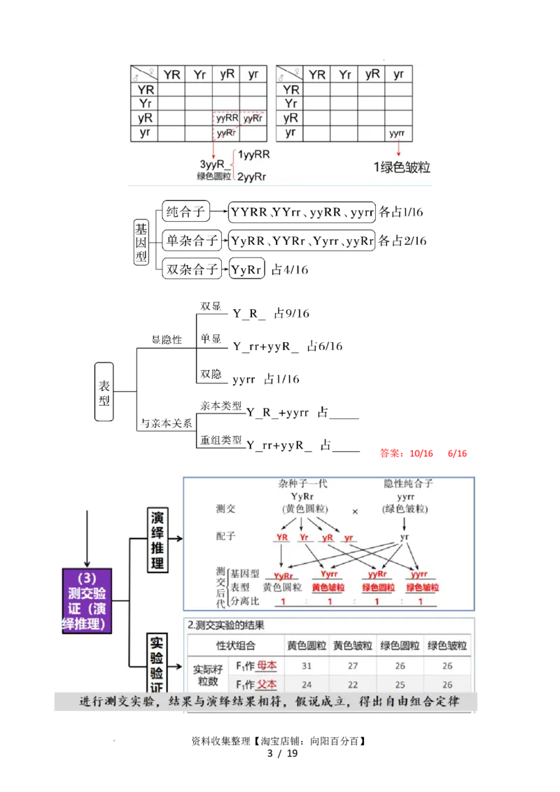 第17.1讲基因的自由组合定律（讲义）（教师版）_新高考复习资料_2024年新高考复习资料_一轮复习资料_完2024年高考生物一轮复习讲练测(课件+讲义+练习)（新高考）_讲义+练习