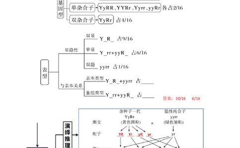 第17.1讲基因的自由组合定律（讲义）（教师版）_新高考复习资料_2024年新高考复习资料_一轮复习资料_完2024年高考生物一轮复习讲练测(课件+讲义+练习)（新高考）_讲义+练习
