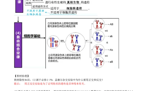 第17.1讲基因的自由组合定律（讲义）（教师版）_新高考复习资料_2024年新高考复习资料_一轮复习资料_完2024年高考生物一轮复习讲练测(课件+讲义+练习)（新高考）_讲义+练习