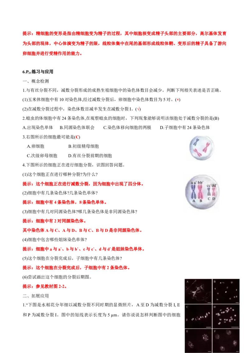 第2章基因和染色体的关系-查漏补缺2023年高考生物一轮复习教材必背细节与旁栏思考梳理汇总（新教材）（答案版）_新高考复习资料_2023年新高考复习资料_一轮复习