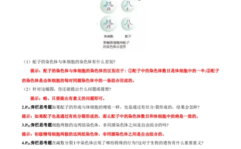 第2章基因和染色体的关系-查漏补缺2023年高考生物一轮复习教材必背细节与旁栏思考梳理汇总（新教材）（答案版）_新高考复习资料_2023年新高考复习资料_一轮复习