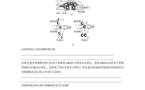 第2单元　第3课时　细胞核的结构和功能_新高考复习资料_2024年新高考复习资料_一轮复习资料_完2024生物步步高大一轮复习（课件+讲义）_2024年高考生物一轮复习讲义（新人教版）