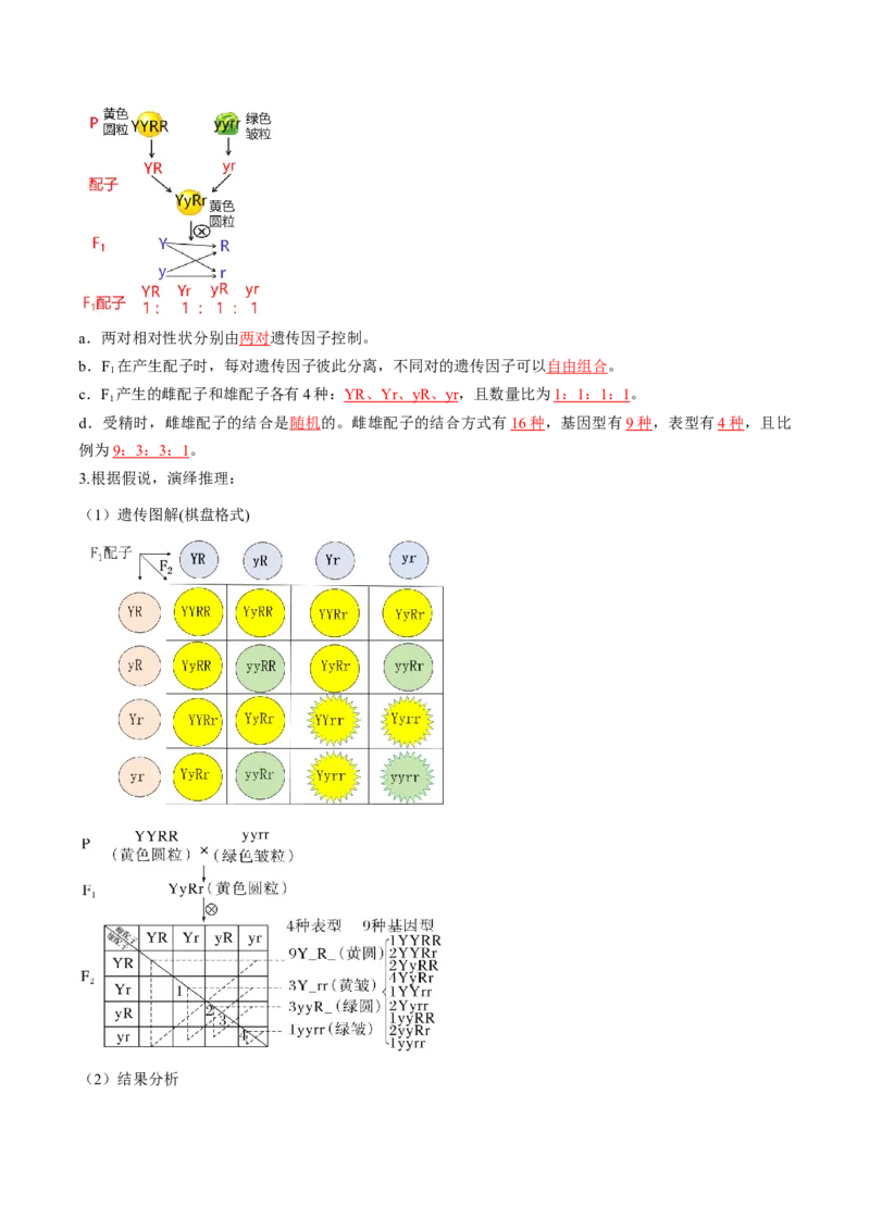 第16讲自由组合定律（第一课时）（讲义）（解析版）_2025年新高考资料_一轮复习_2025年高考生物一轮复习讲练测（新教材新高考）