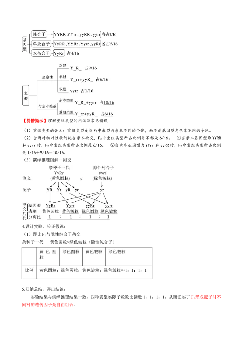 第16讲自由组合定律（第一课时）（讲义）（解析版）_2025年新高考资料_一轮复习_2025年高考生物一轮复习讲练测（新教材新高考）