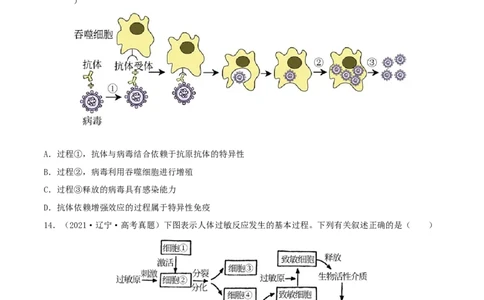 第25练免疫调节（原卷版）_新高考复习资料_2023年新高考复习资料_一轮复习_2023年高考生物一轮复习小题多维练（新高考专用）