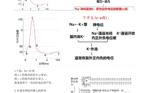 第26.2讲神经冲动的产生、传导和传递（讲义）（教师版）_新高考复习资料_2024年新高考复习资料_一轮复习资料_完2024年高考生物一轮复习讲练测(课件+讲义+练习)（新高考）_讲义+练习